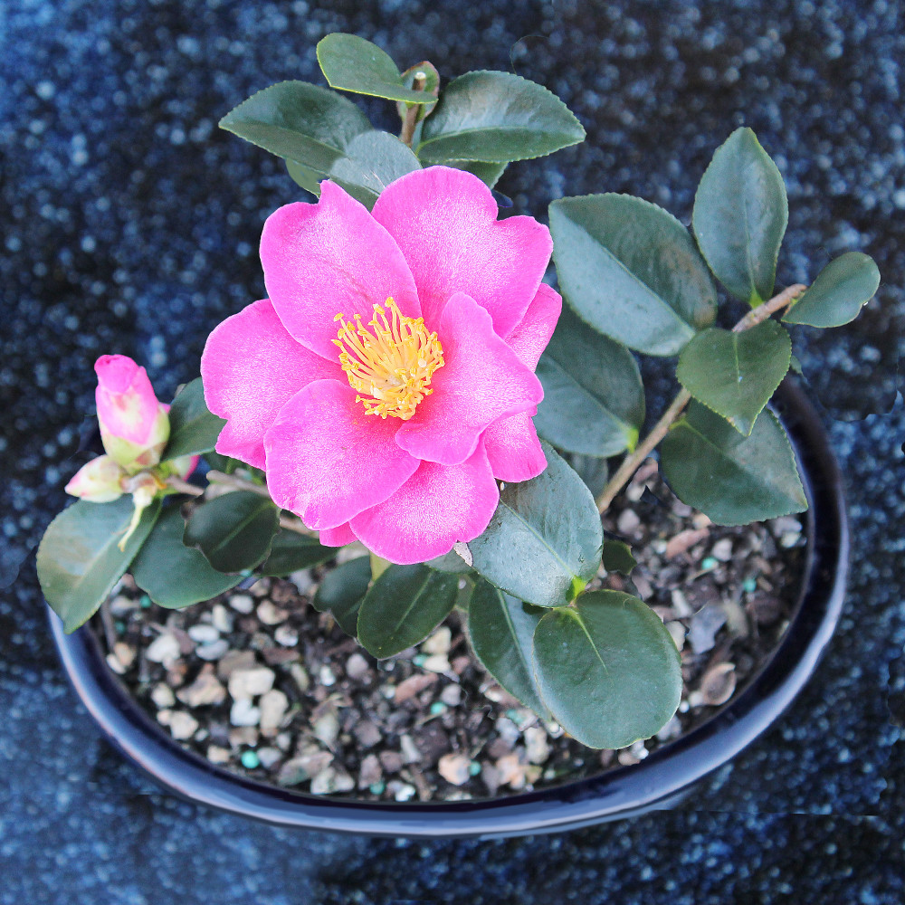 Camellia - DT4015CHF