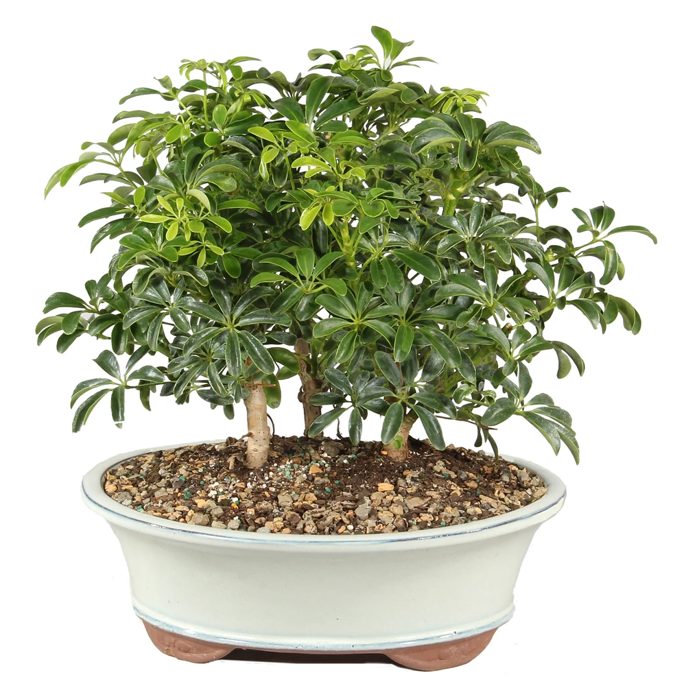 Hawaiian Umbrella in a bonsai container 