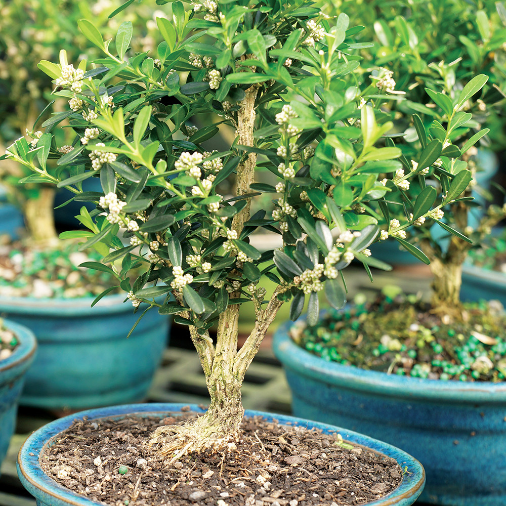 Small Size Harland Boxwood Bonsai Tree