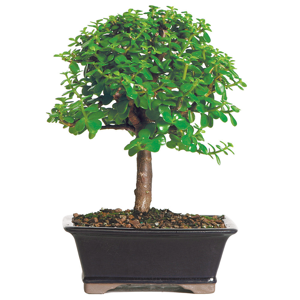 Dwarf Jade (Portulacaria Afra) Indoor Bonsai - Brussel's Bonsai