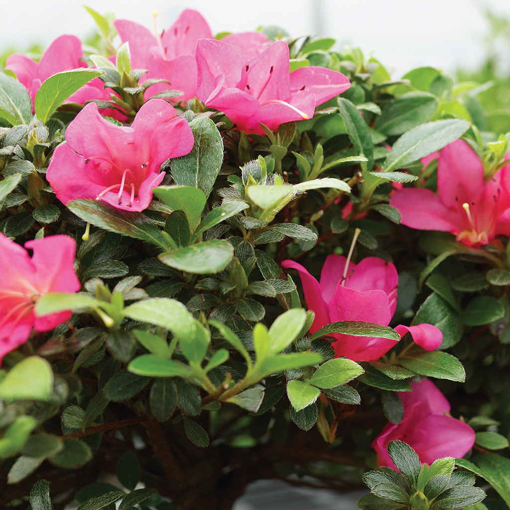 Satsuki Azalea large Rhododendron indicum