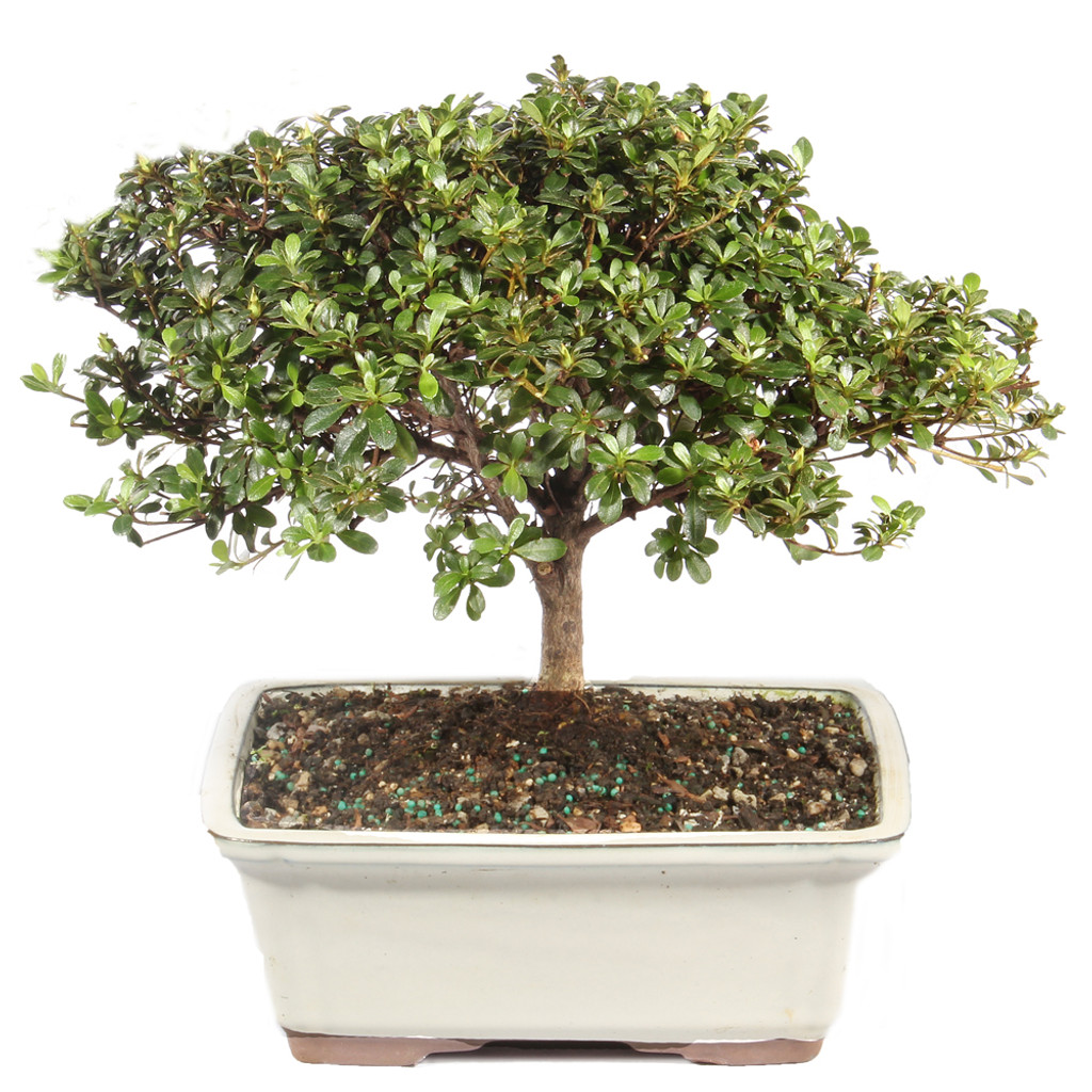 Satsuki Azalea - DT6016AZ