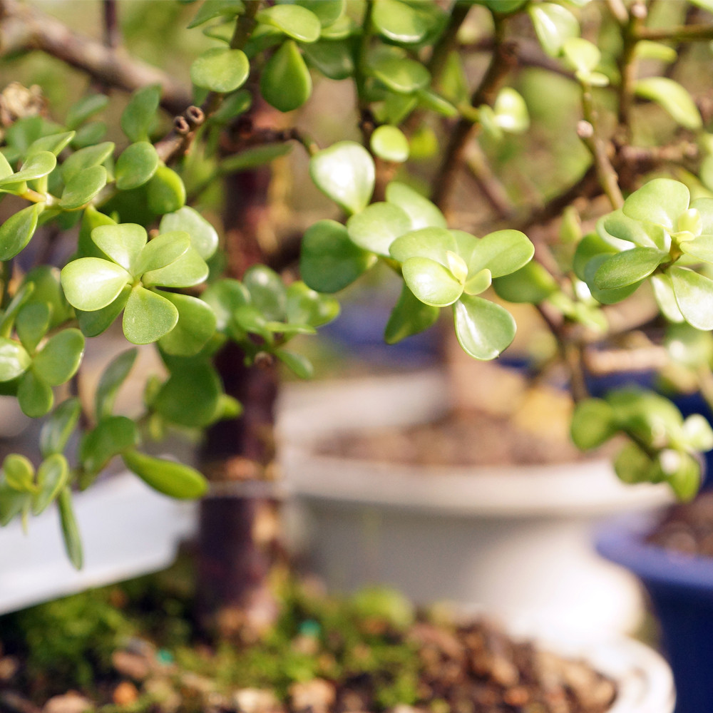 Dwarf Jade (Portulacaria Afra) Indoor Bonsai. - Brussel's Bonsai