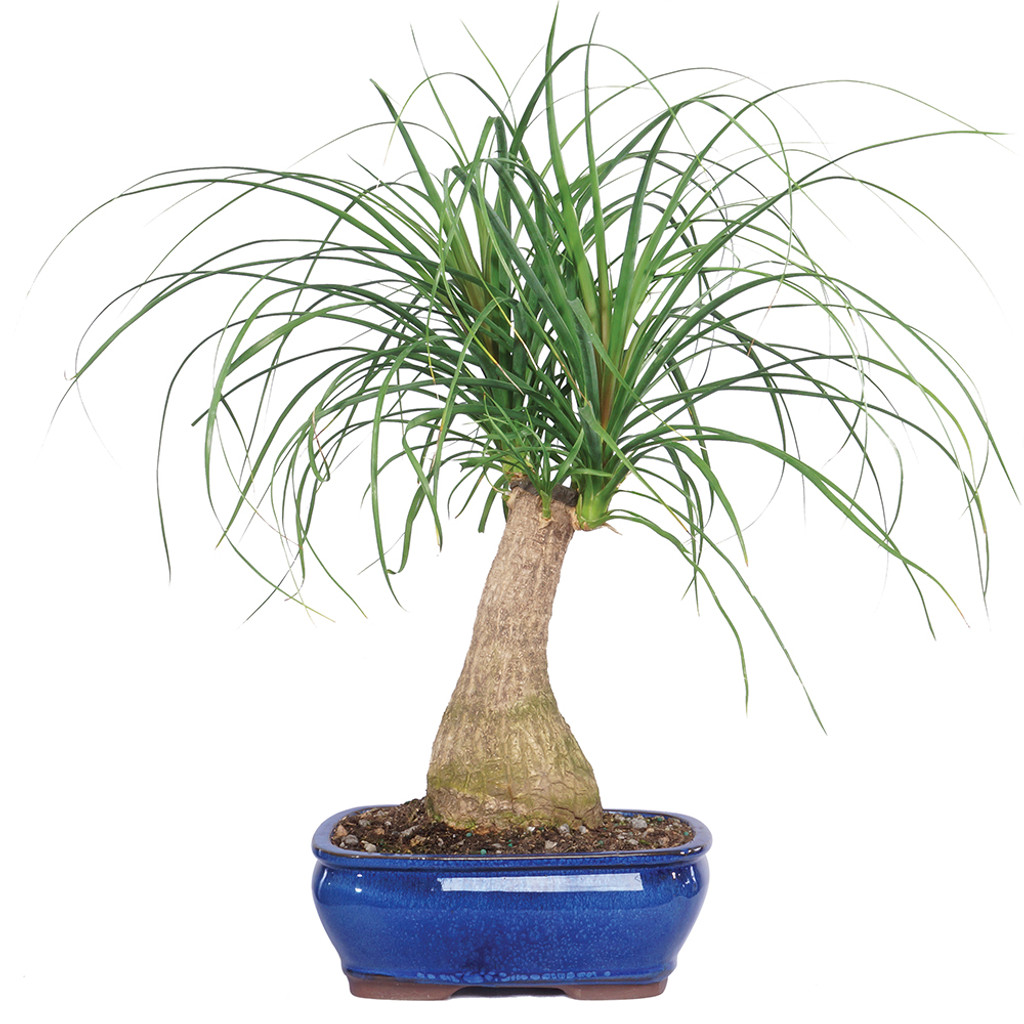 Medium Ponytail Palm Bonsai Tree
