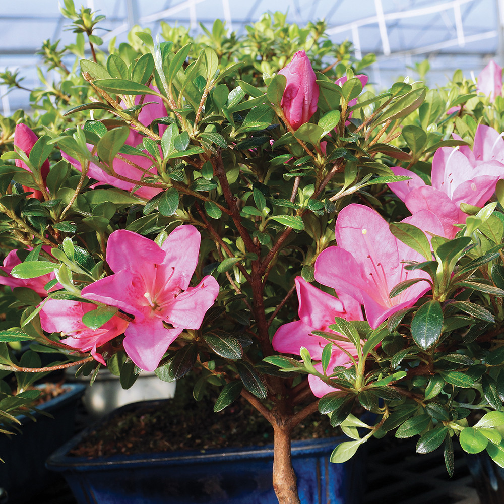 Satsuki Azalea (Rhododendron Indicum) Outdoor Bonsai. - Brussel's