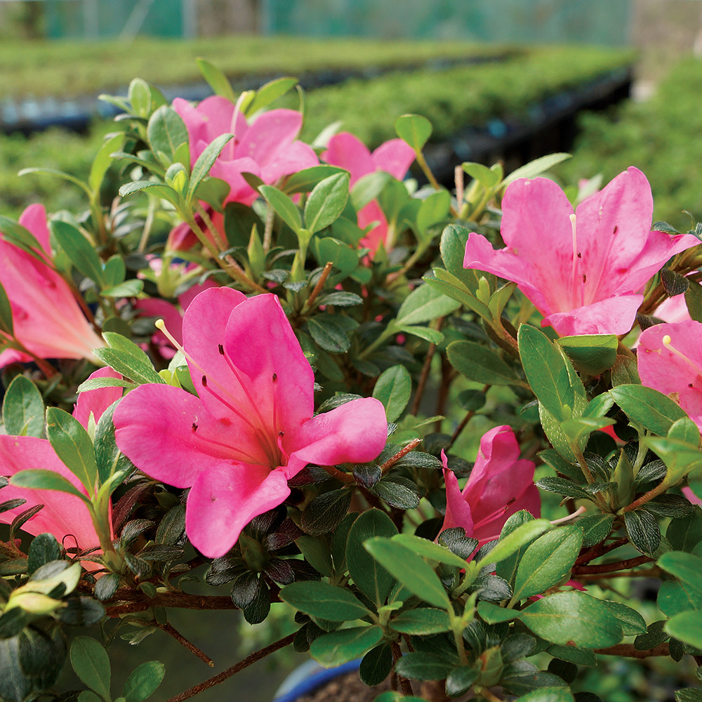 Satsuki Azalea (Rhododendron Indicum) Outdoor Bonsai. - Brussel's