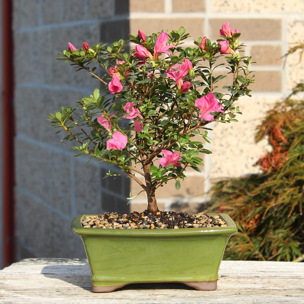 Satsuki Azalea bonsai tree 