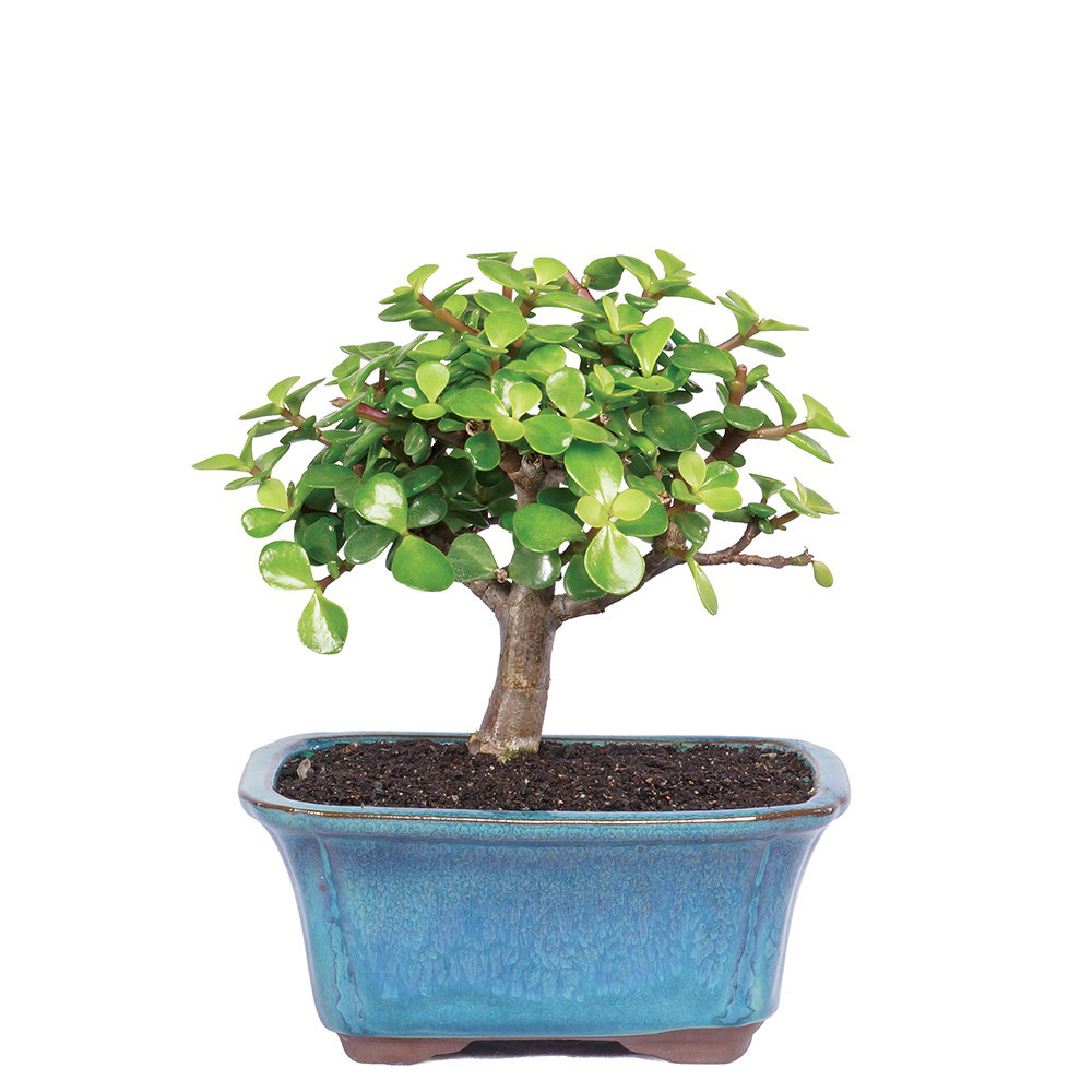 Dwarf Jade (Portulacaria Afra) Indoor Bonsai 6-10