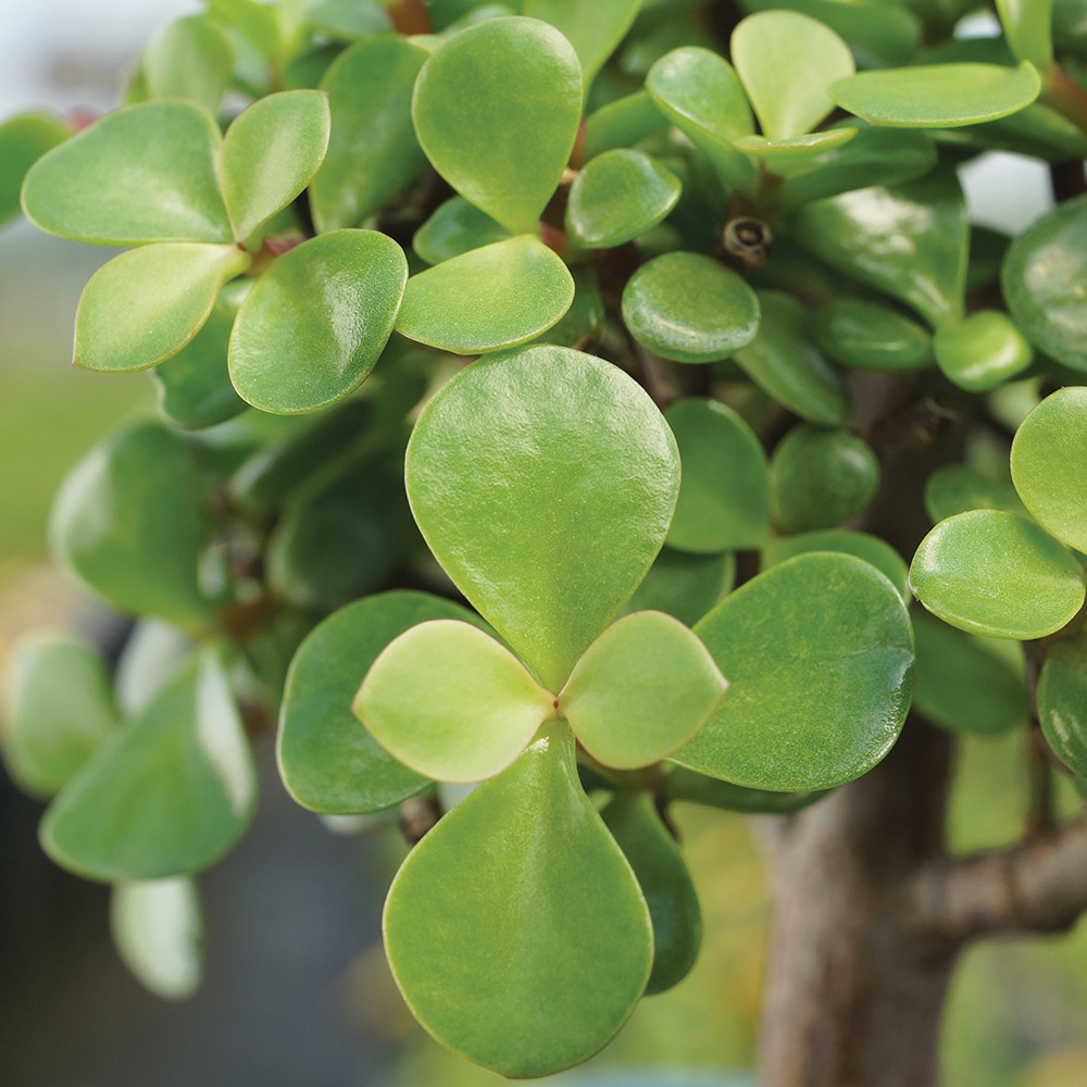 Dwarf Jade (Portulacaria Afra) Indoor Bonsai 6-10