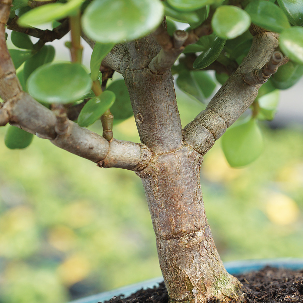 Dwarf Jade (Portulacaria Afra) Indoor Bonsai 6-10
