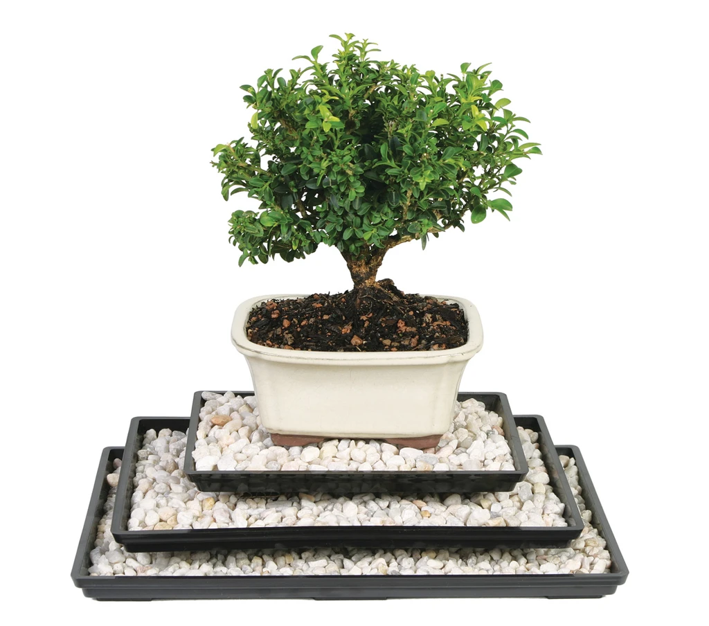 a small plant in a pot