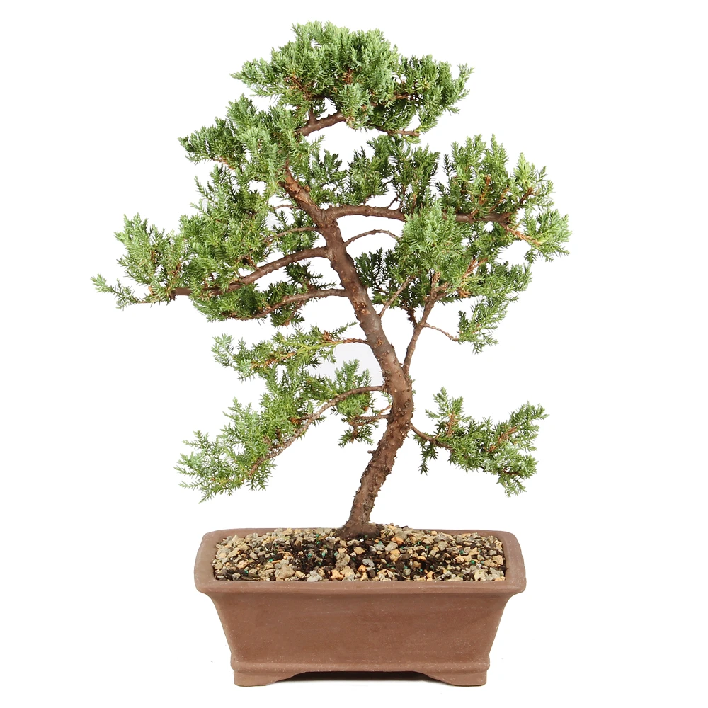 Green Mound Juniper in a bonsai container 