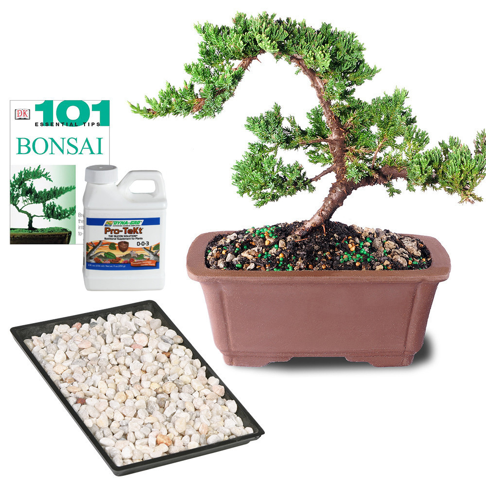 Green Mound Juniper (Nana) Outdoor Bonsai Complete Gift