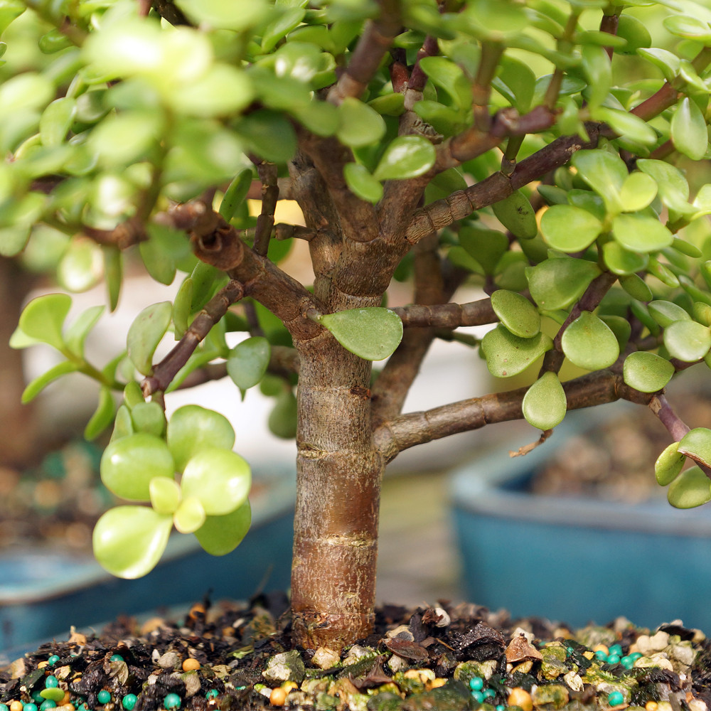盆栽 Suculenta jade Dwarf Jade (Portulacaria Afra) Indoor Bonsai - Brussel's Bonsai