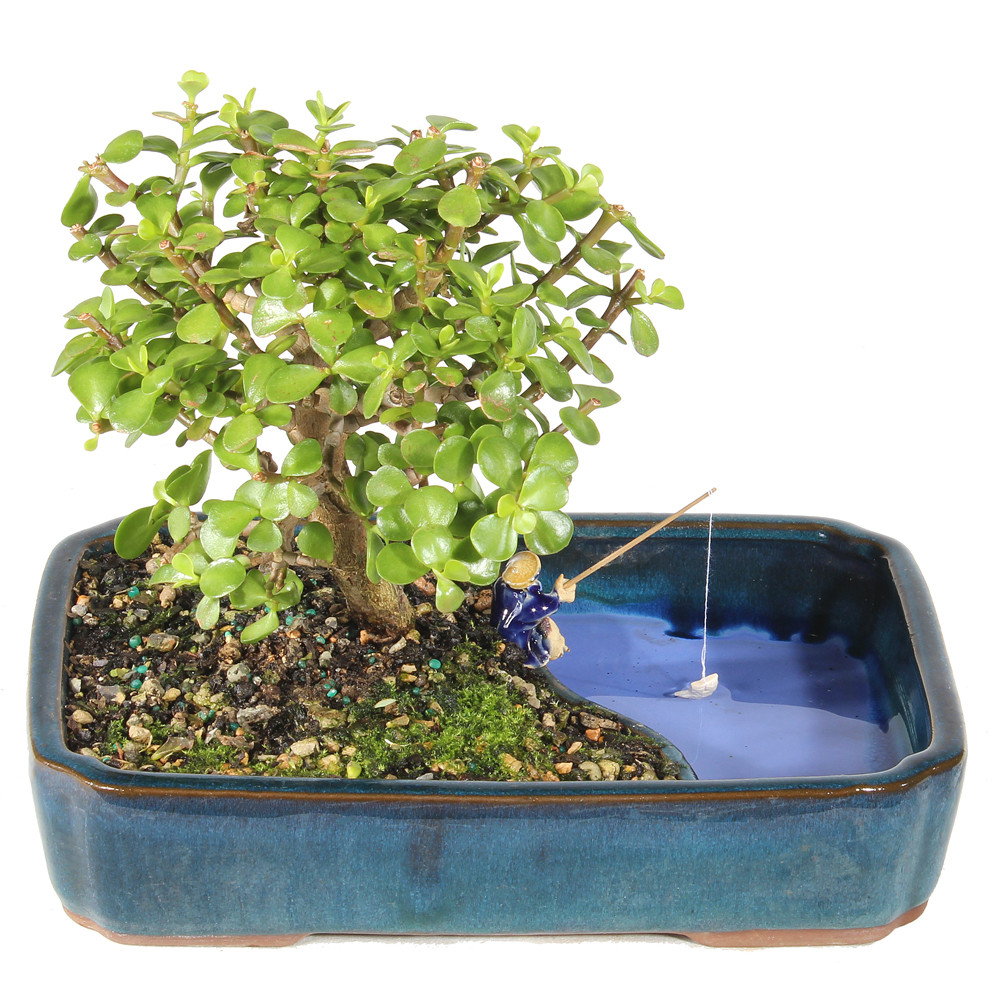 Dwarf Jade back view 