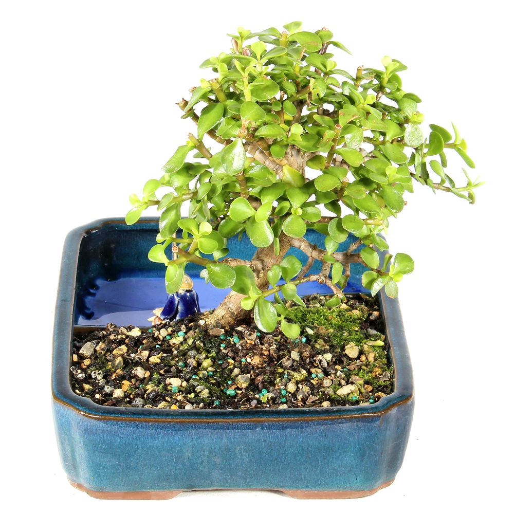 Dwarf Jade right side view