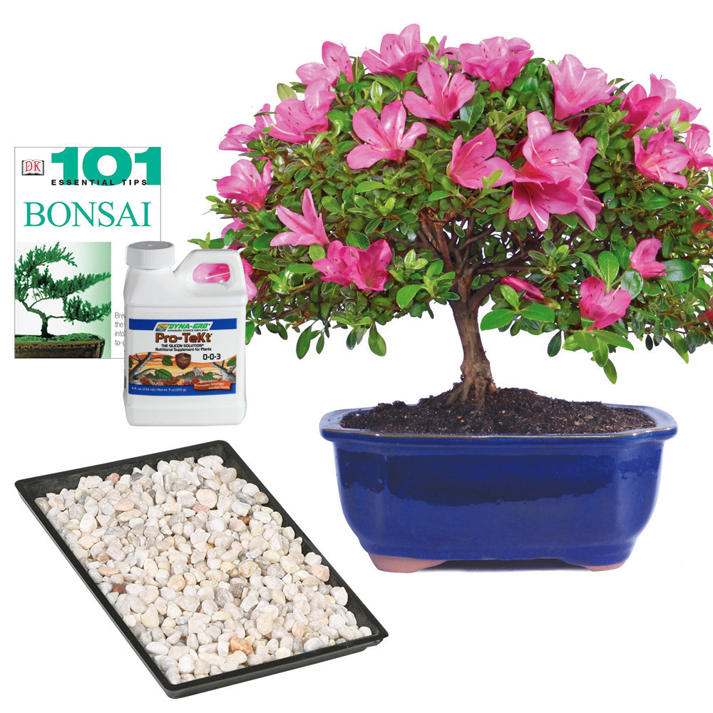 Azalea Complete Gift - DT6016AZCG