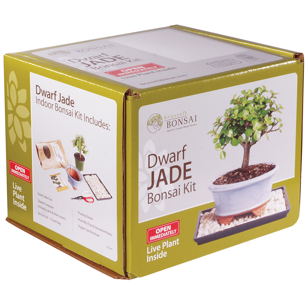 Dwarf Jade Bonsai Kit - DTDJKIT