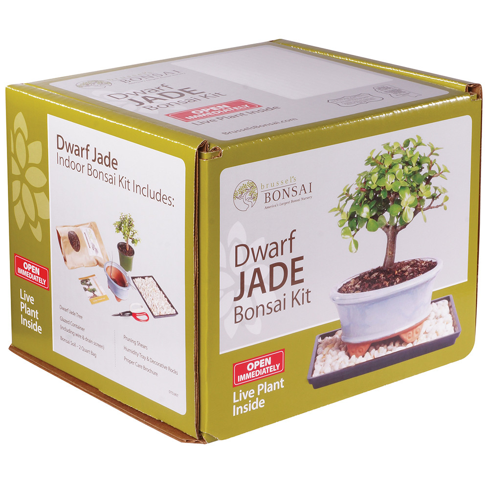 Dwarf Jade (Portulacaria Afra) Bonsai Kit - Brussel's Bonsai