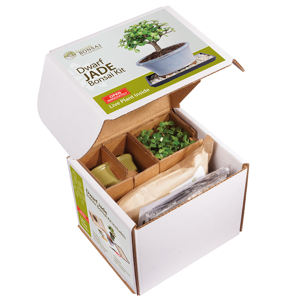 Dwarf Jade (Portulacaria Afra) Bonsai Kit - Brussel's Bonsai