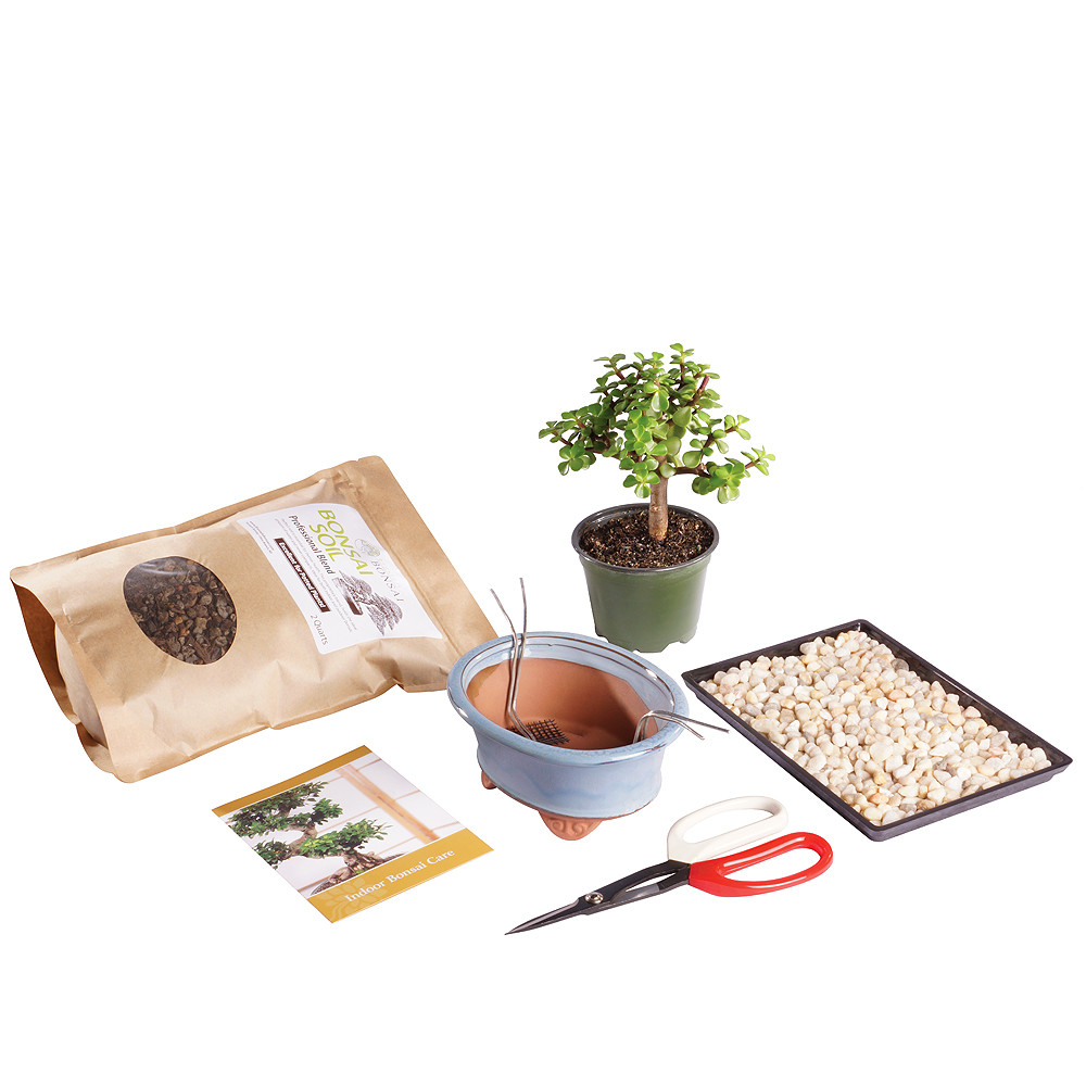 Dwarf Jade (Portulacaria Afra) Bonsai Kit - Brussel's Bonsai