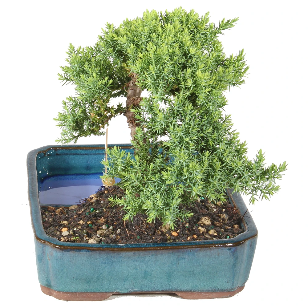 Green Mound Juniper foliage view
