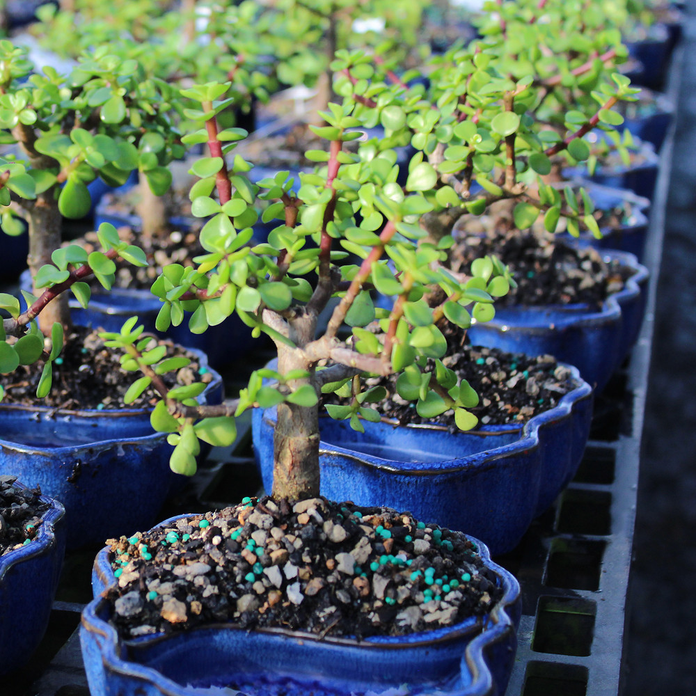 Dwarf Jade (Portulacaria Afra) Indoor Bonsai Zen Reflections