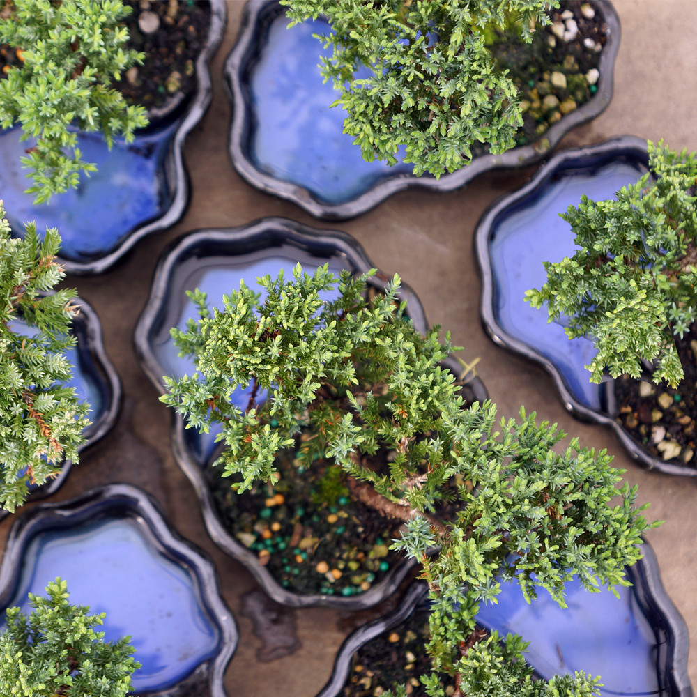 Green Mound Juniper (Nana) Outdoor Bonsai Zen Reflections