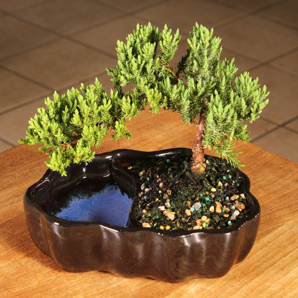 Green Mound Juniper  on a table setting