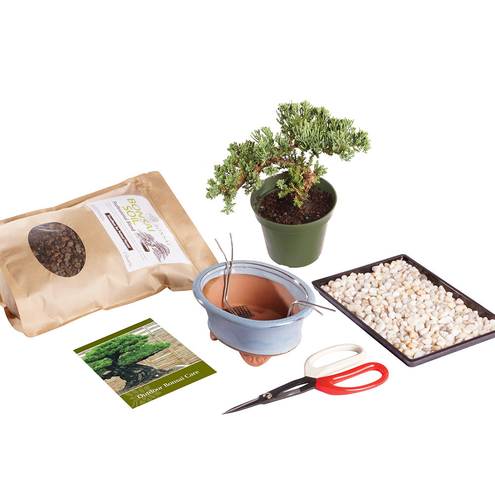 Green Mound Juniper (Nana) Outdoor Bonsai Kit - Brussel's Bonsai