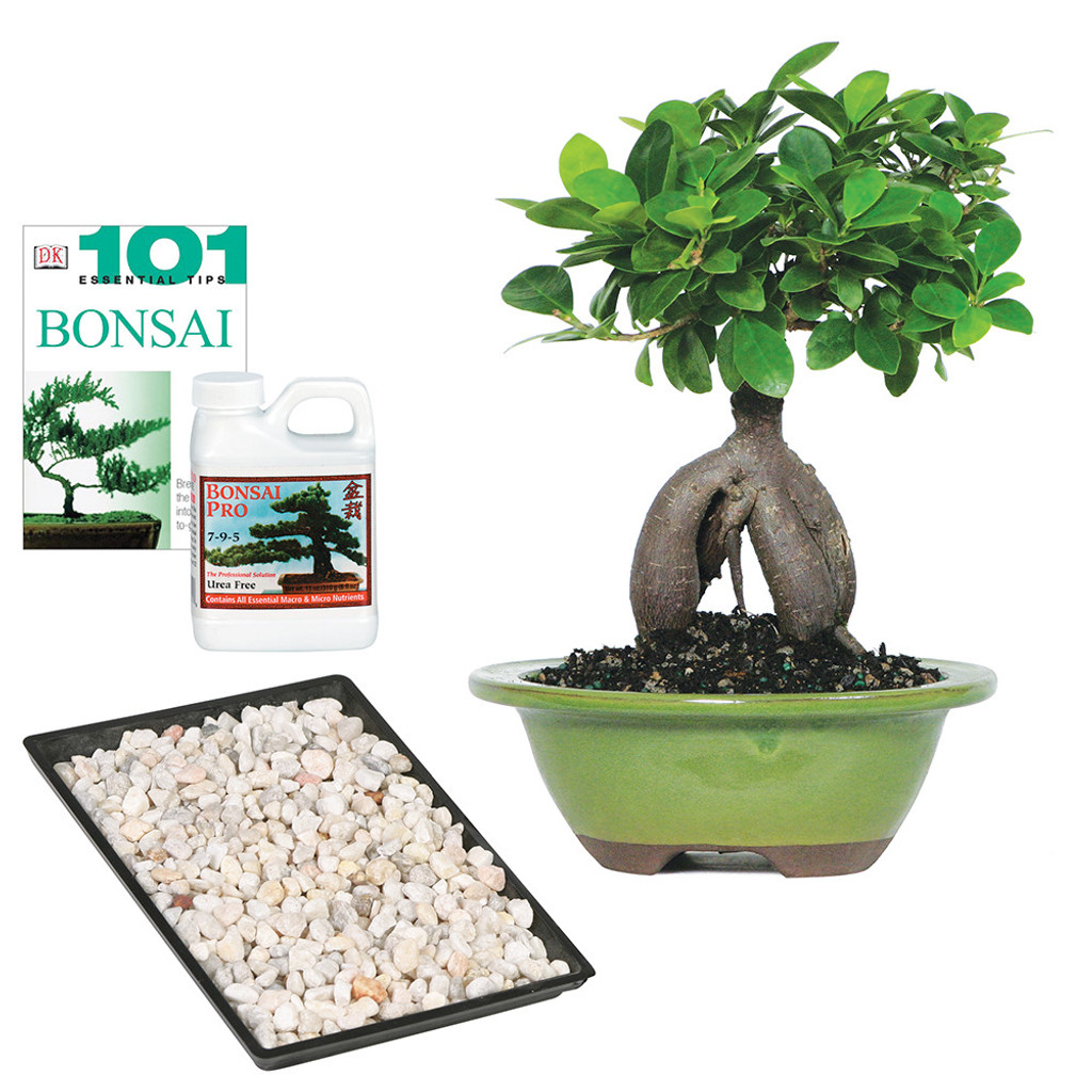 Ginseng Grafted Ficus small in bonsai pot complete gift