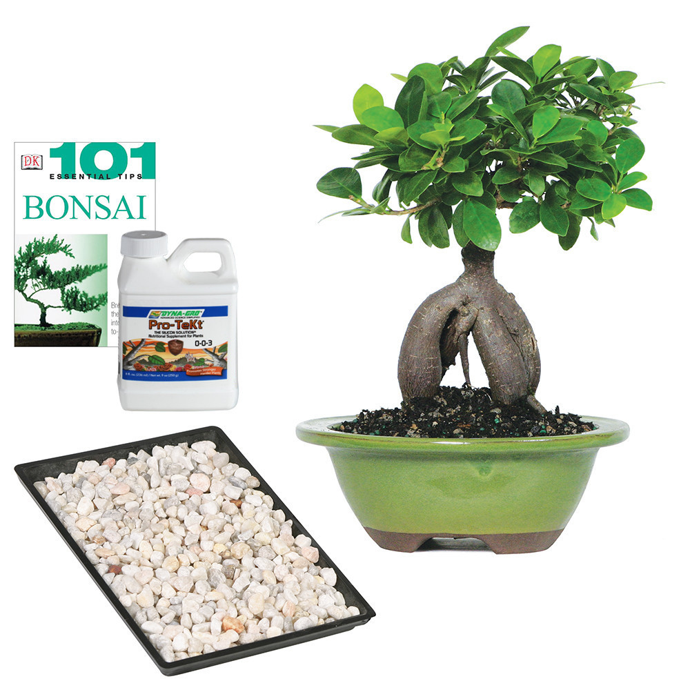 Small Ginseng Grafted Ficus Complete Gift 