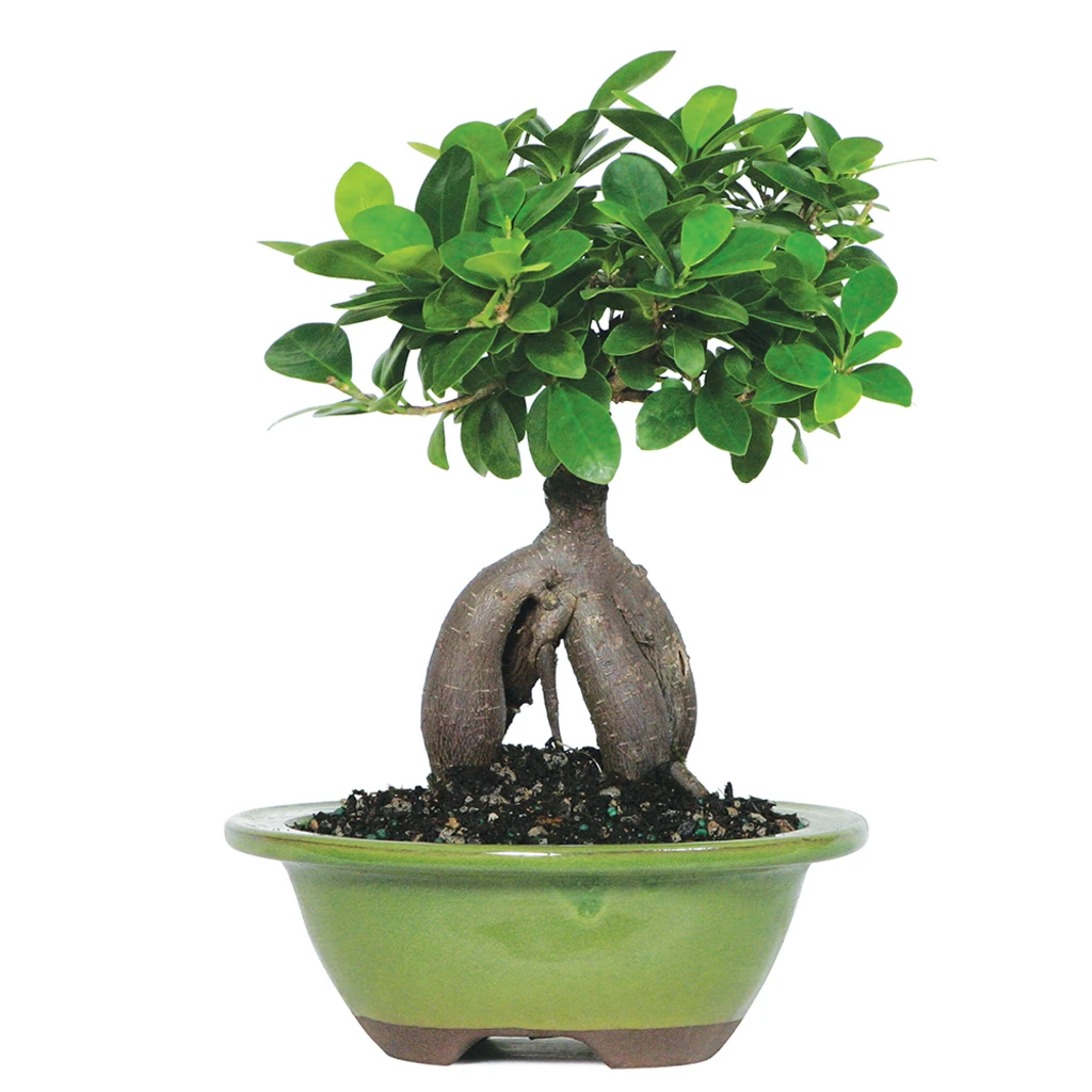 Small Ginseng Grafted Ficus