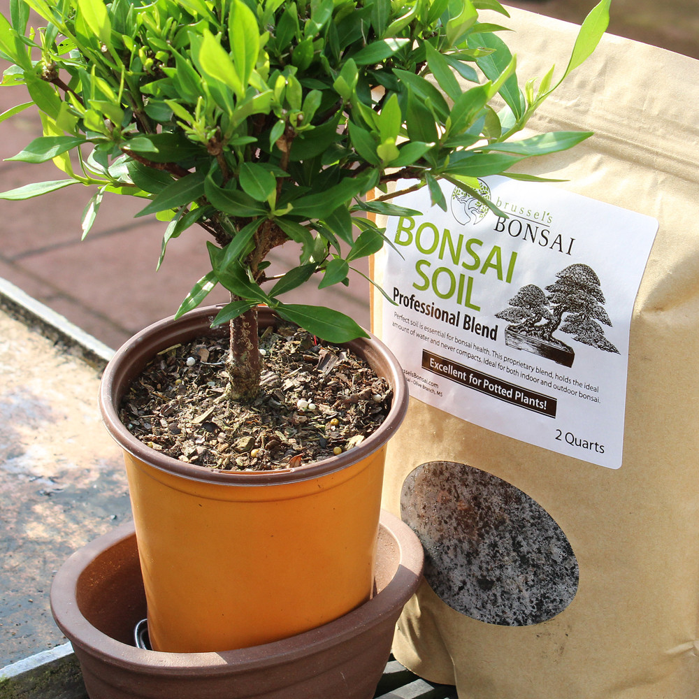 Small Gardenia outdoor tree 