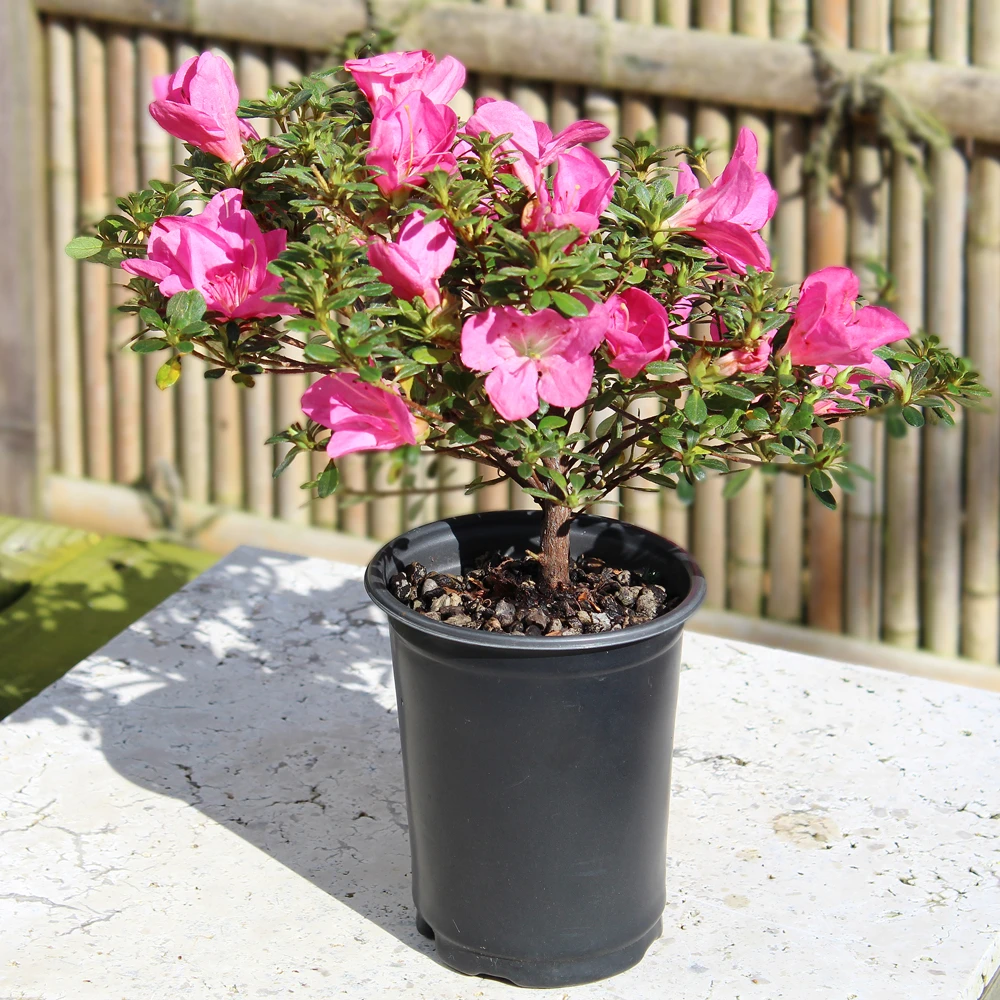 Small Satsuki Azalea , soila nad container 