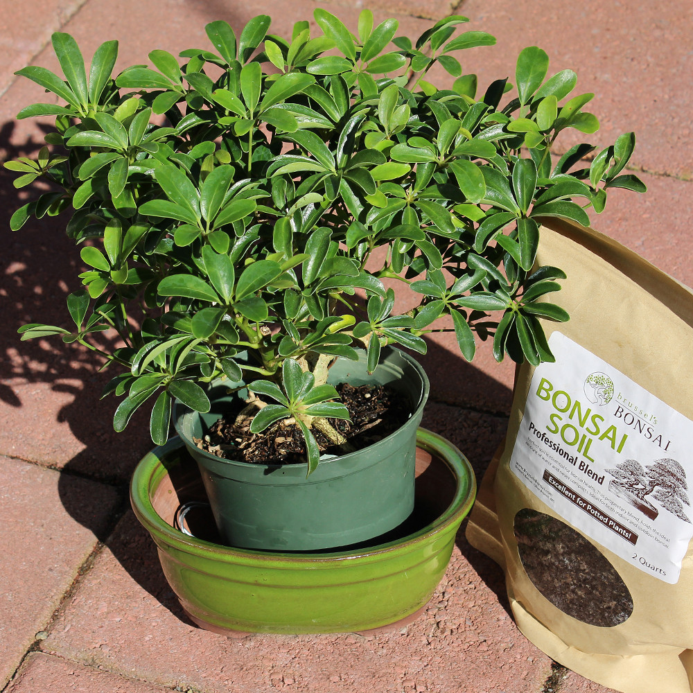Medium  Hawaiian Umbrella, soil and container 