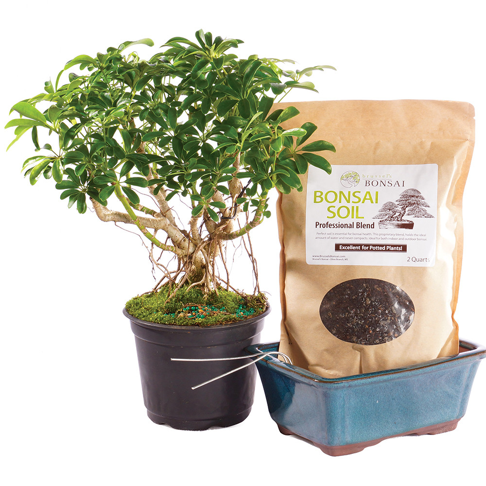 a potted plant next to a bag of soil