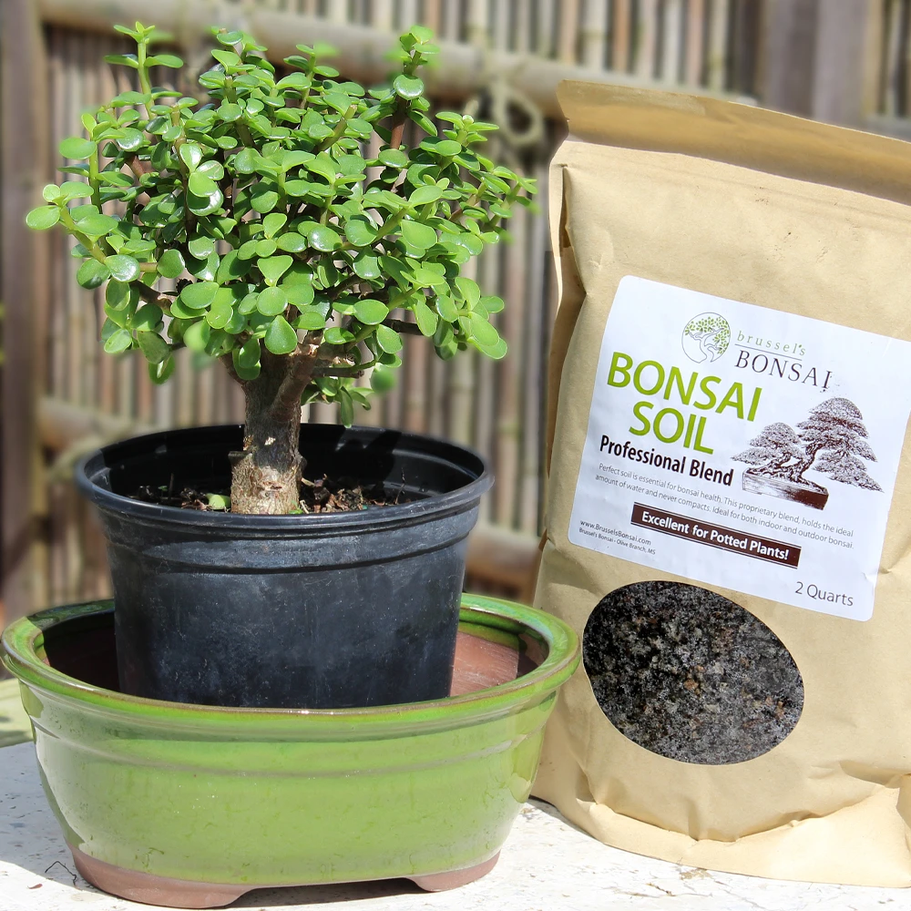 Medium Dwarf Jade, soil and container