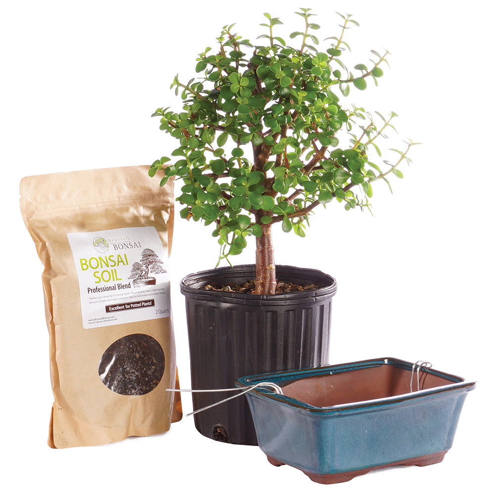 Medium Dwarf Jade Pot it Yourself 