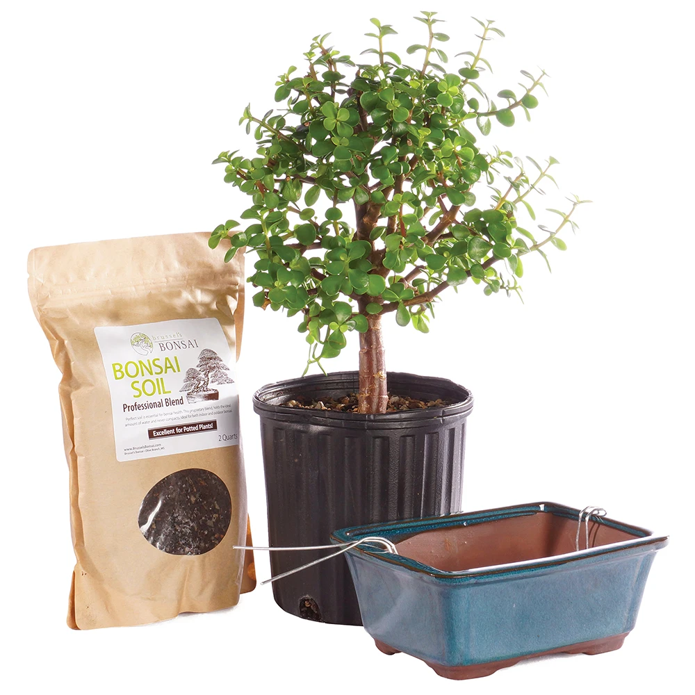 Medium Dwarf Jade Pot it Yourself