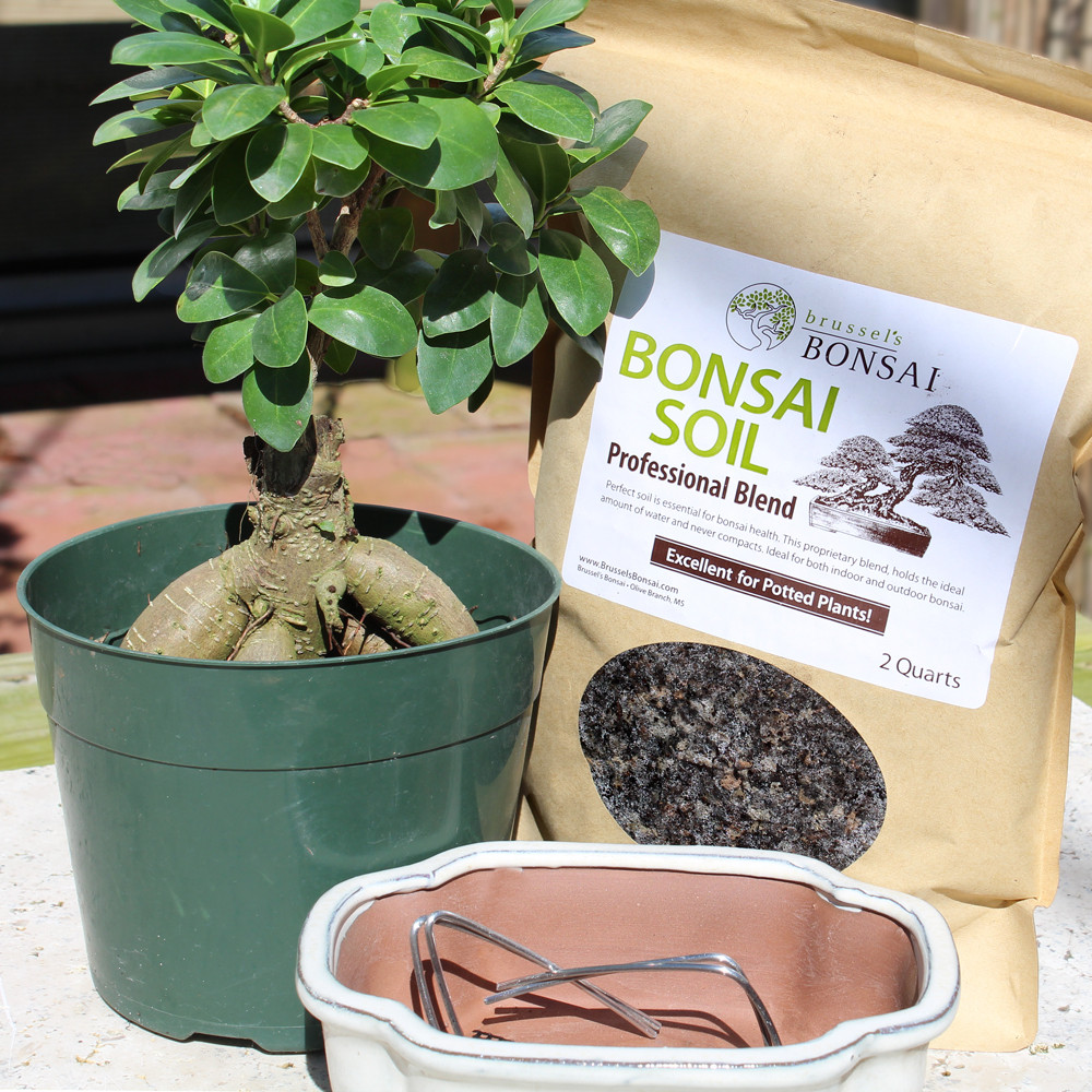 Ginseng Grafted Ficus  small bonsai tree 