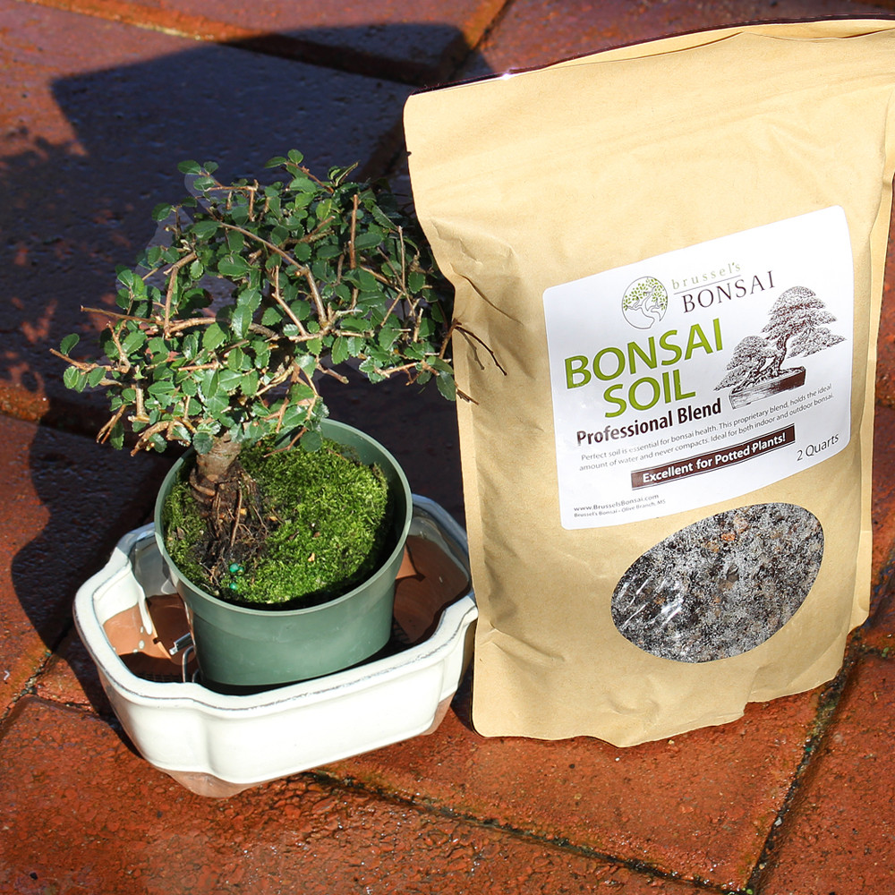 Small Chinese Elm outdoor tree 
