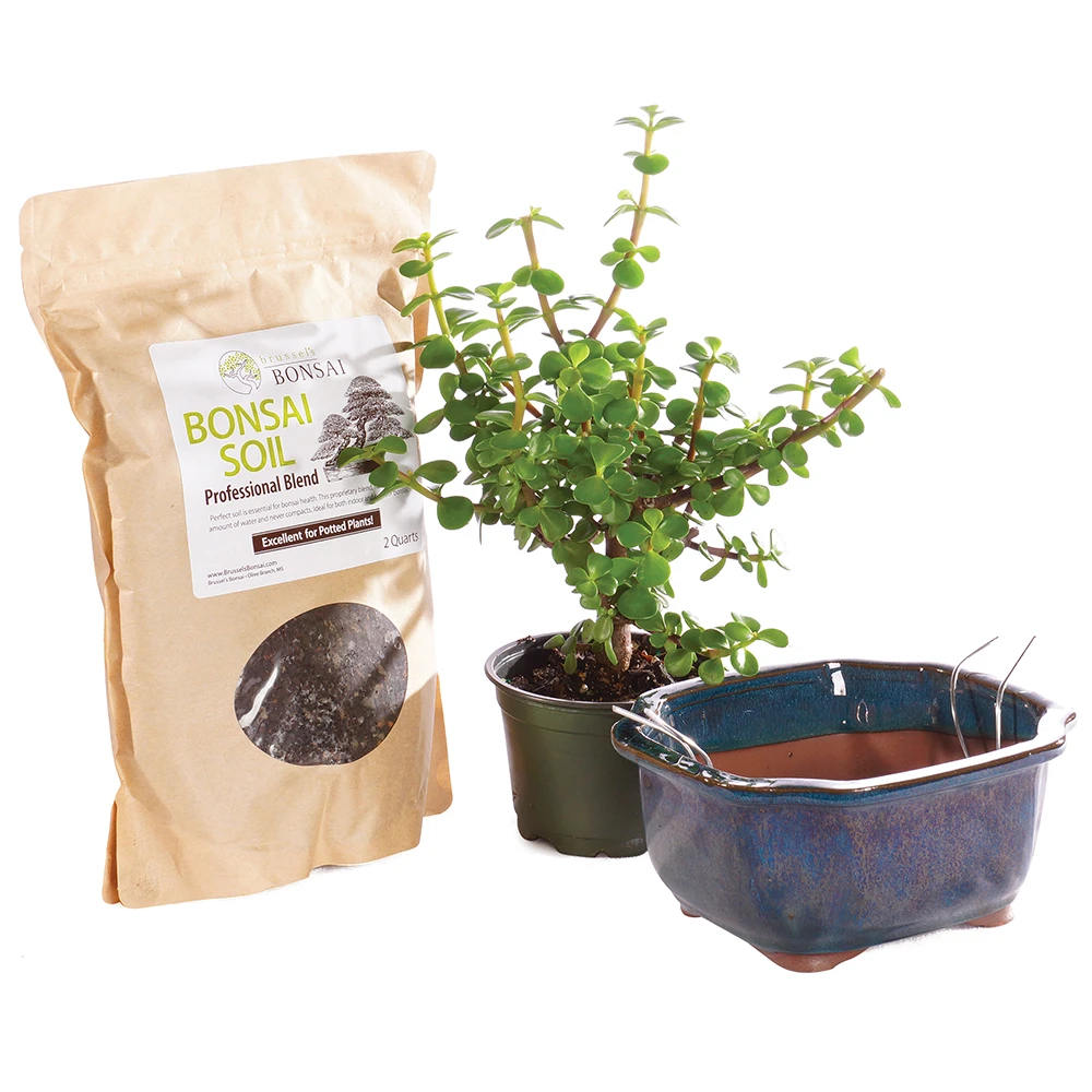 a potted plant next to a bag of soil