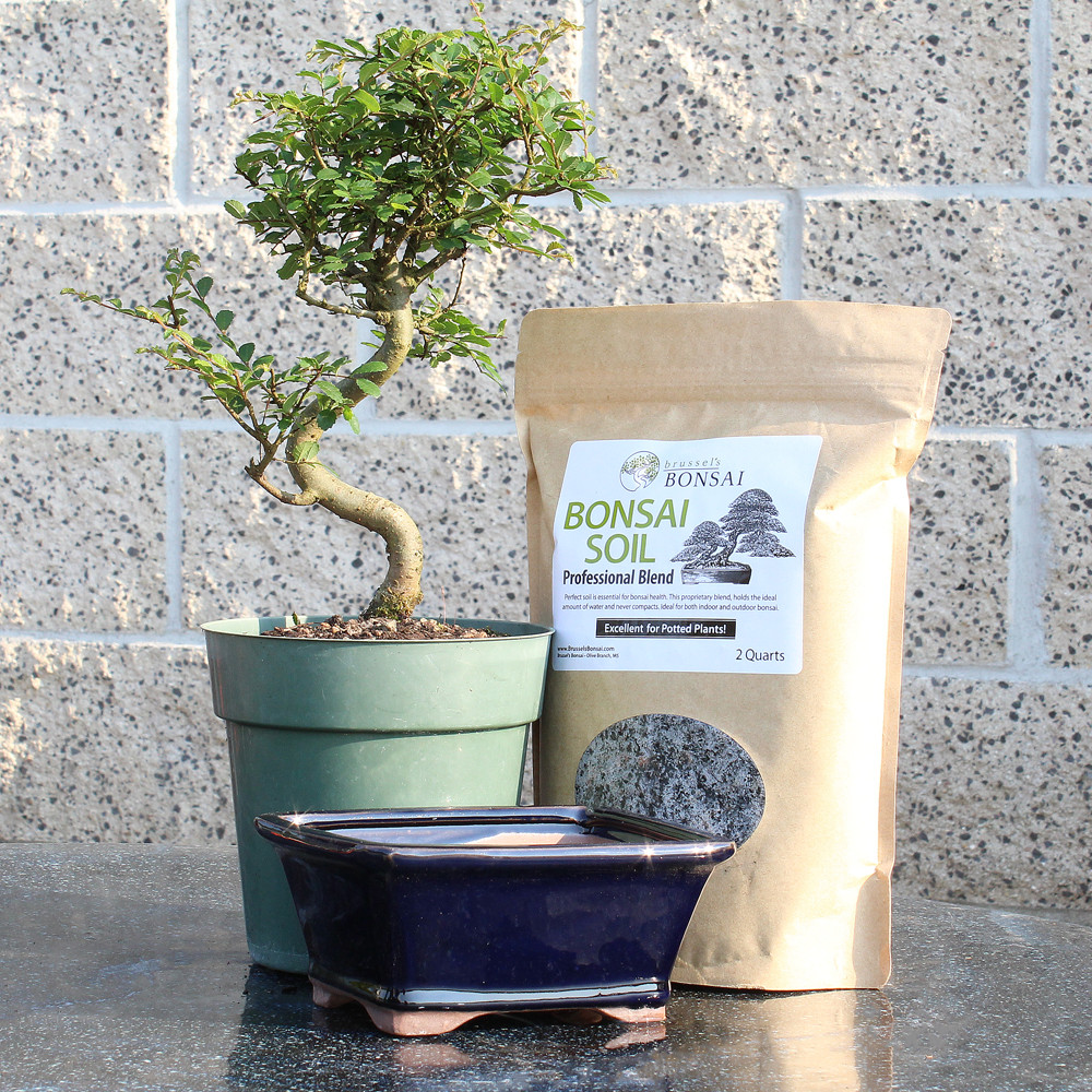 Chinese Elm, soil and container 