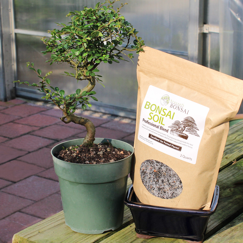 Chinese Elm medium outdoor tree 