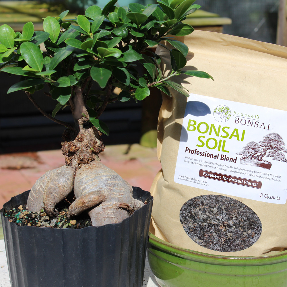 Ginseng Grafted Ficus medium pot it yourself