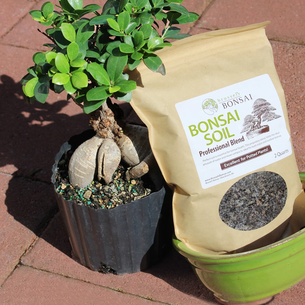 Ginseng Grafted Ficus medium indoor tree