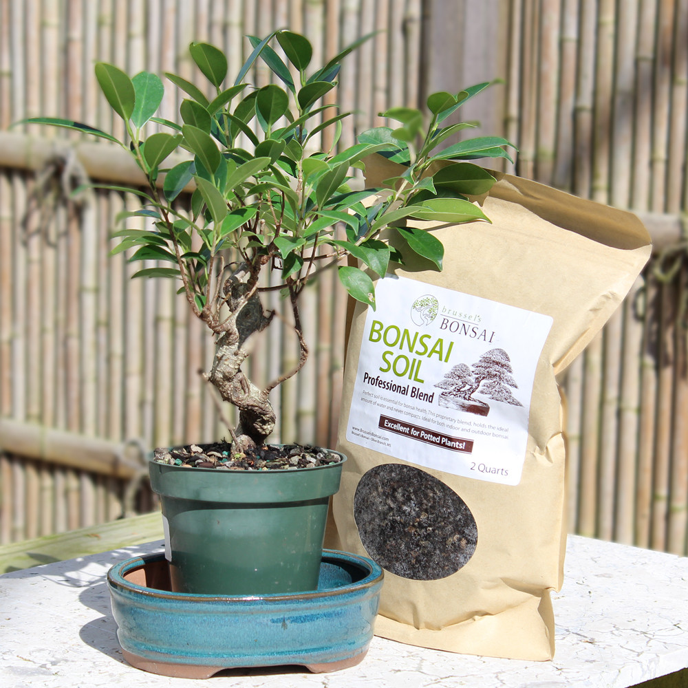 Golden Gate Ficus small pot it yourself