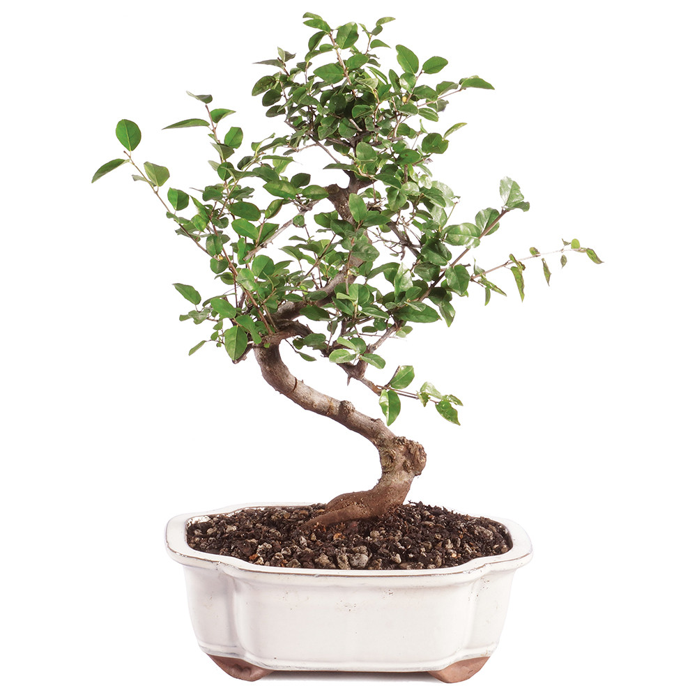 a small tree in a pot