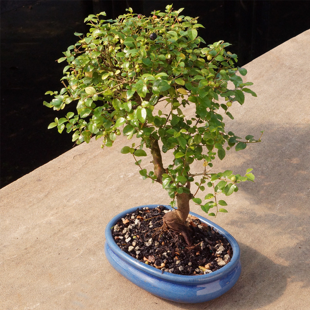 a small tree in a pot
